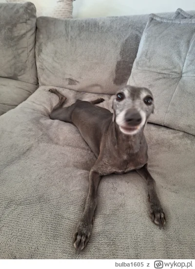 bulba1605 - Ale miałam wczoraj gościa (ʘ‿ʘ)
#pies #pokazpsa #smiesznypiesek