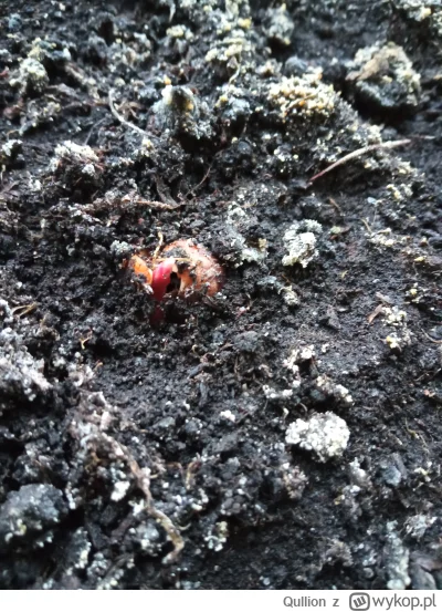 Qullion - Pierwszy dzień wiosny, 15 st na polu, a tu awokado kiełkuje. Niesamowite #o...