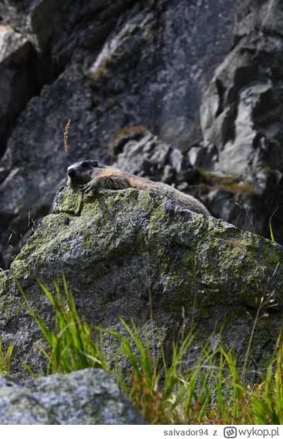 salvador94 - Ostatnio obiecałem, że pospamuję, a wrzuciłem jedną fotkę xD
Więc lecimy...