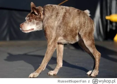 RussellSuperFan - @rewasek1374: