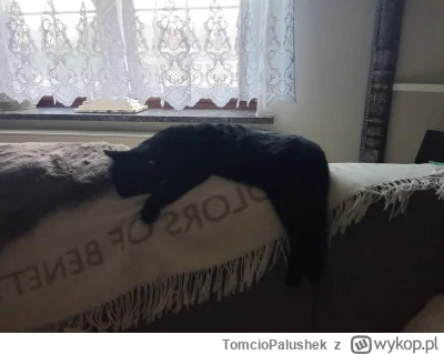 TomcioPalushek - Dodaję kotek typu wiszącego, Harnaś #smiesznykitku #kitku #pokazkota