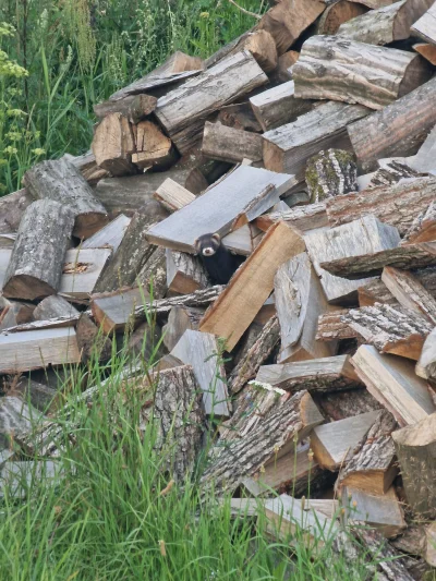 wysylamnudesy - Dzis bylo bliskie spotkanie z tchorzem :)
#przyroda #zwierzeta #zwier...