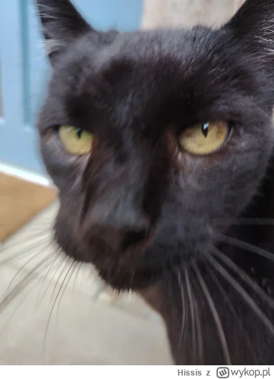 Hissis - Ta kicia wygląda jakby 3 dobę ze mną melanż waliła, zachowuje się też tak sa...