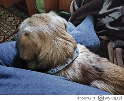 snorli12 - Piesek chuopski przychodzi dla jego i z nim sobie siedzi nie patrzy na nic...