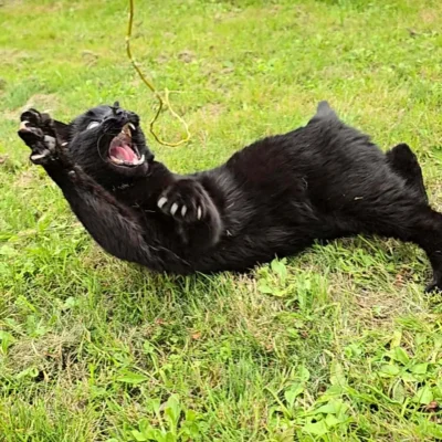 skrogg - @ada_lovelace: