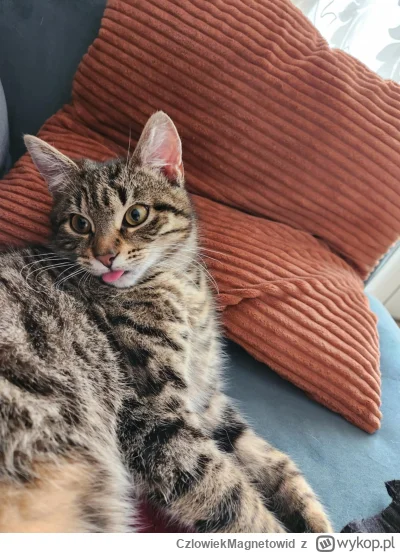 CzlowiekMagnetowid - Blep
#koty #pokazkota #blep