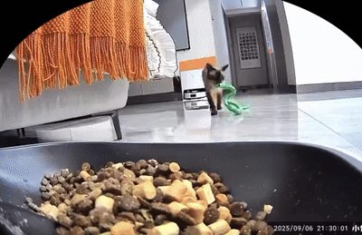 wfyokyga - Kiciu z kolegom jedzom