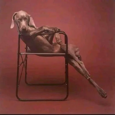 adamssson - Sprawa dla repsiortera