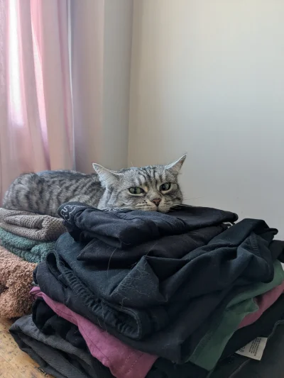 b0dyload - Tak, wiem, sierść na praniu.. ale jak tu być złym na tego naleśnika/kikutk...