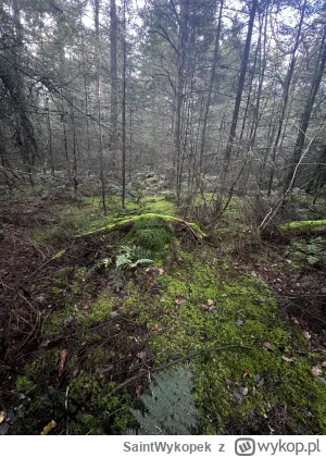 SaintWykopek - Za chwilę minie mi 5 miesięcy na emigracji, gdzie przez większość woln...