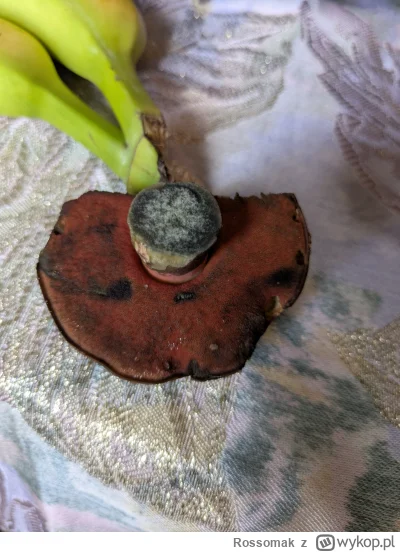 Rossomak - Szatan czy borowik ceglastopory? 
Stawiam 0.5 i słucham specjalistów.
#grz...