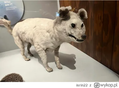 isrin22 - "tak, i z czego rżycie?"
Jaca dowiózł xD
#famemma