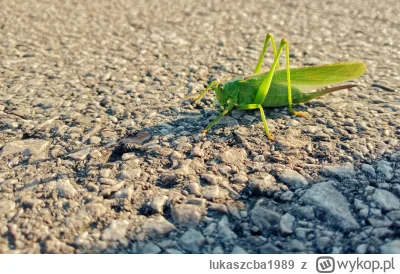 lukaszcba1989 - takie tam #przyroda #mojezdjecie