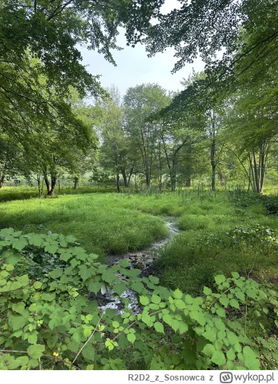 R2D2zSosnowca - @R2D2zSosnowca bajorko sierpniowe