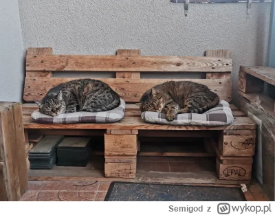 Semigod - Saszety wciągnięte, demolka w mieszkaniu zrobiona, zero potrzeb a więc span...