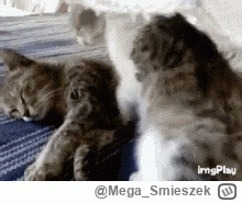 Mega_Smieszek - Kocham kotki. Otóż jak widzę kotka to go głasku.