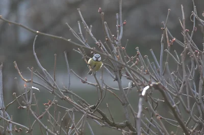 s.....n - #ptasiewybryki 
Ale jestem straszna :o

SPOILER