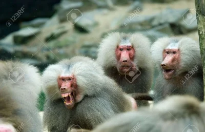 Lach__Anonim - ( ͡º ͜ʖ͡º)