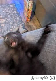 daray89 - #codziennykotopetany #dziwnekotki