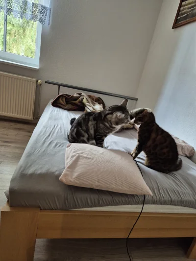 Lujdziarski - #pokazkota #dziarskikacperek Sluchej no gówniarzu. Historia z oseskiem ...