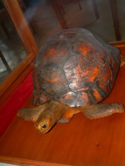 Loskamilos1 - Na zdjęciu znajduje się Tui Malila, żółwik uznawany za jednego z najdłu...