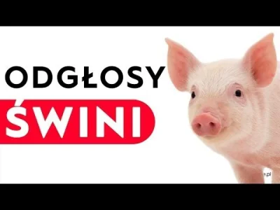 PopeLeon - @Cyberdyne: buhahaha jak nie ma argumentów to jest kwik i wyzywanie od lew...