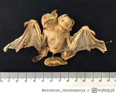 Nessiterasrhombopteryx - #gabinetosobliwosci #zwierzeta
SPOILER