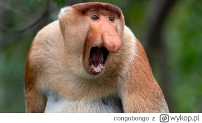 congobongo - @guilmonn:
sorry misiu nie będzie dla ciebie pieniędzy
Argumentum ad per...