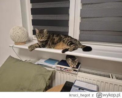 krucihegot - @krucihegot: Suzi już zaczyna rojbrowac, no i się nauczyła robić do kuwe...