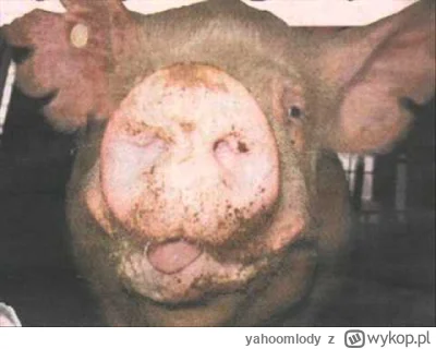 yahoomlody - #grubaimanlet