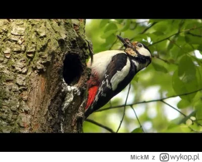 MickM - @Adolf_Cartman: wygląda. że tak: