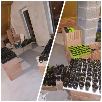 HoisinStickyRibs - Żona coś mi mamrocze o jakimś pomidorowym zapaleniu mózgu, że niby...