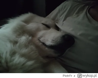 PiotrFr - Przyjdzie taki do łóżka i weź tu wstań ( ͡° ͜ʖ ͡°)

#psy #pies