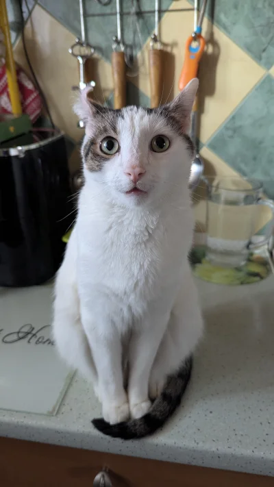 vulcanitu - #koty #pokazkota 
Se siedzi