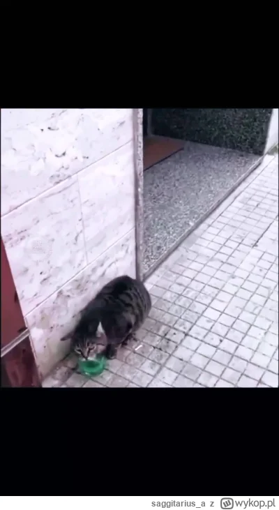 saggitarius_a - ( ͡° ͜ʖ ͡°)
#heheszki #humorobrazkowy #wlochy #smiesznypiesek #koty