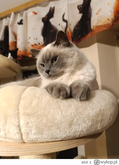 atol - @atol: a potem będzie gonił szarą po całym domu ( ͡° ͜ʖ ͡°)