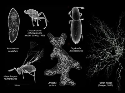 Apaturia