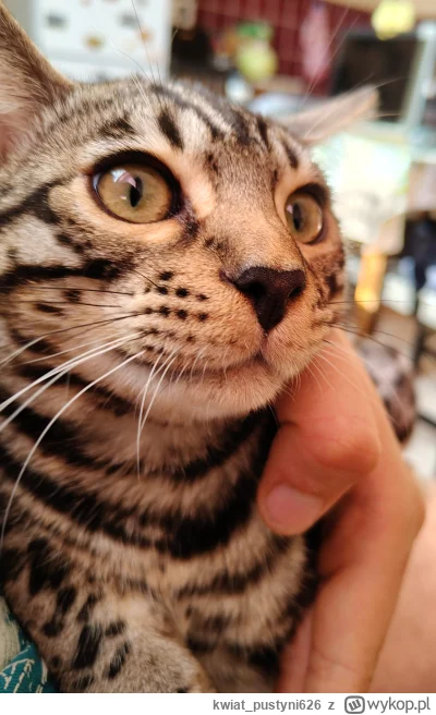 kwiat_pustyni626 - #pokazkota 

Będzie?