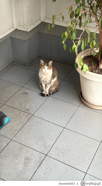 Anonek463 - Śmieciowy kitku spotkany dziś na skupie złomu. #koty #zwierzaczki #zwierz...