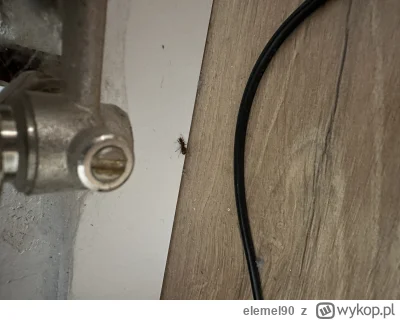 elemel90 - @elemel90: