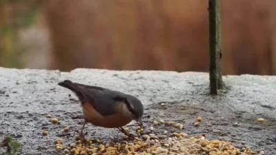 Lenalee - Nowy nakarmiony ptaszek odblokowany, kowalik ʕ•ᴥ•ʔ
Były dwa, ale tylko jed...