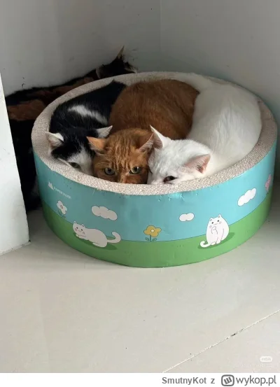SmutnyKot - #dziwnekotki