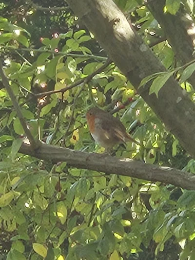 isomalta - @isomalta: przygotowany na zimę pulchny rudzik (｡◕‿‿◕｡)