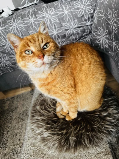 Zoyav - #pokazkota #koty #zwierzaczki