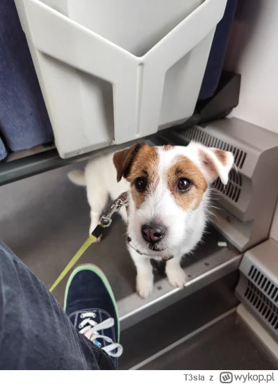 T3sla - #lka #lodz #pociagi #pokazpsa 
Przyznać się Panie konduktorze. Ma Pan tutaj k...