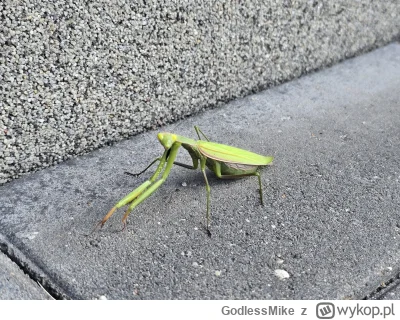 GodlessMike - @Krecik_Cygan no elo wariacie