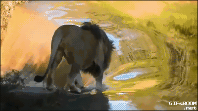 wfyokyga - Śmiechu warte