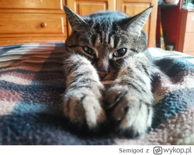 Semigod - #koty #pokazkota #katzenpfotchen

Spanko