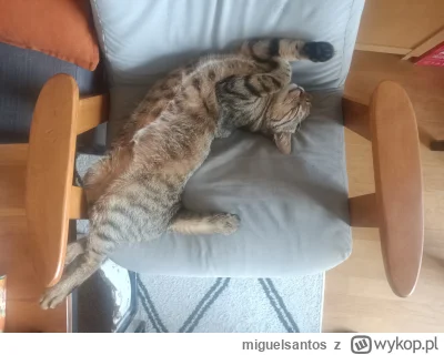 miguelsantos - Dalej gorąco 
#pokazkota #koty #kot