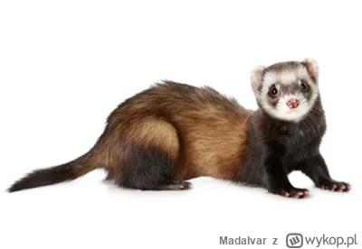 MadaIvar - Najczęściej występujący gatunek polityka w Polsce...


#polityka